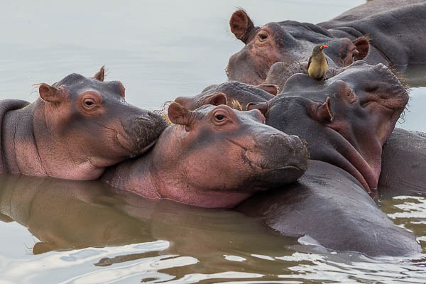 Hippos And Oxpecker