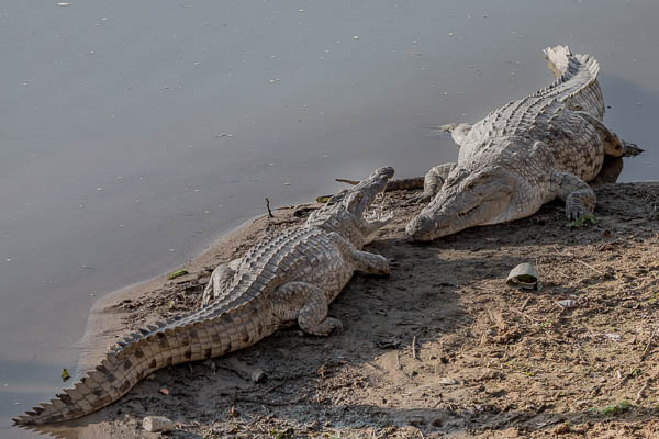 Nile Crocodiles