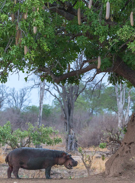 Hippo And The Sausage Tree