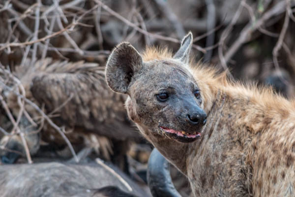Spotted Hyena