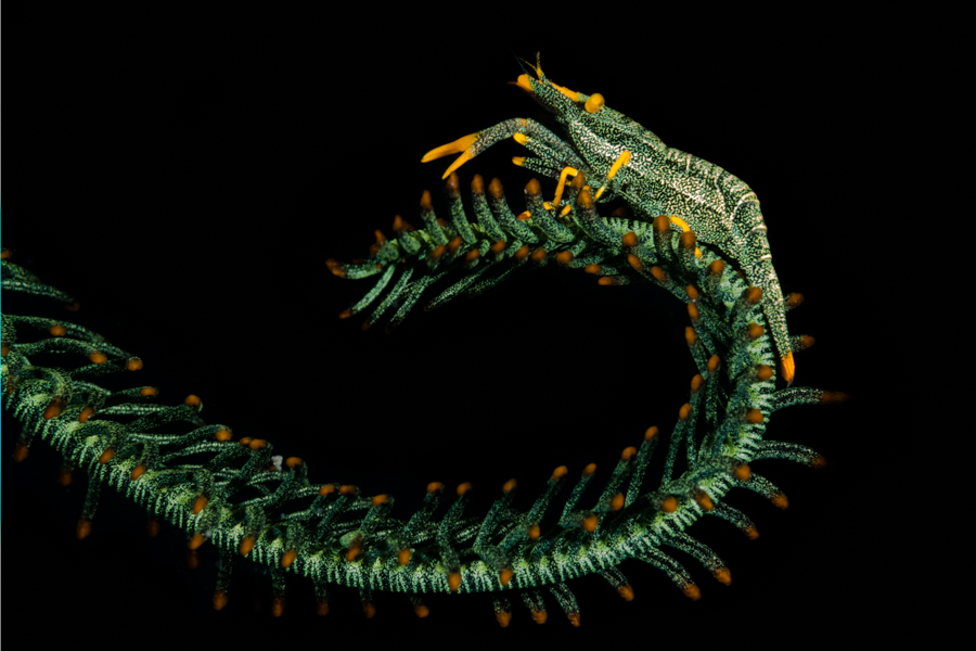 Crustaceans Of Indonesia