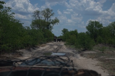 Elephants Using The Water In The Road to Drink And Cool Off
