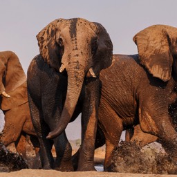 Elephant Bulls Sinyati