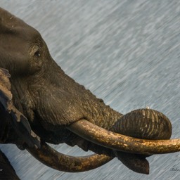 Elephane Tusk 