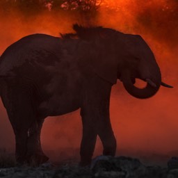 Elephant Dust Bath Etosha