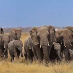 Across the Plains Etosha