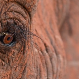 Elephant Eye