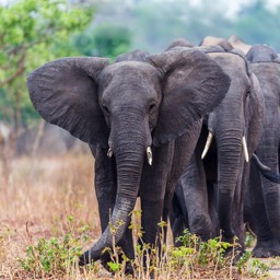 Elephants On The March Chobe