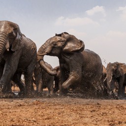 Elephant Dissatisfaction