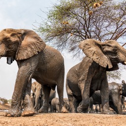 Elephants At Sinyati