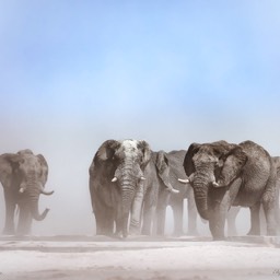 Elephants in The Dust