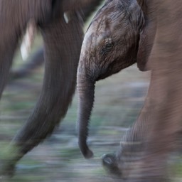 Baby Elephant