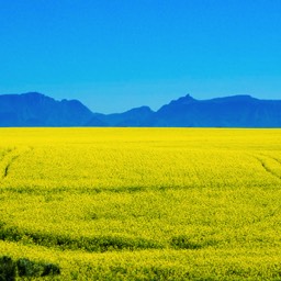Canola Fields