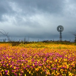 Flowers nd Windmill