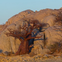 Baobab