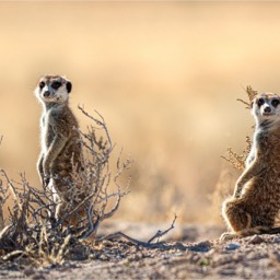 Suricate Sisters