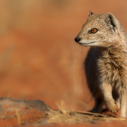 Yellow Mongoose