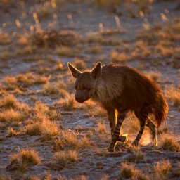 Brown Hyena