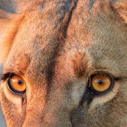 Lion Eyes