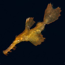 Pregnant Pipefish