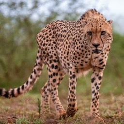 Cheetah