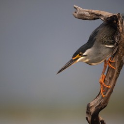 Greenbacked Heron