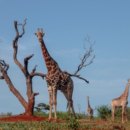 Giraffe